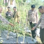 Kapolsek Sakra Monitoring Ketahanan Pangan Tanaman Tomat dan Cabai di Desa Sakra