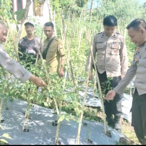 Kapolsek Sakra Monitoring Ketahanan Pangan Tanaman Tomat dan Cabai di Desa Sakra
