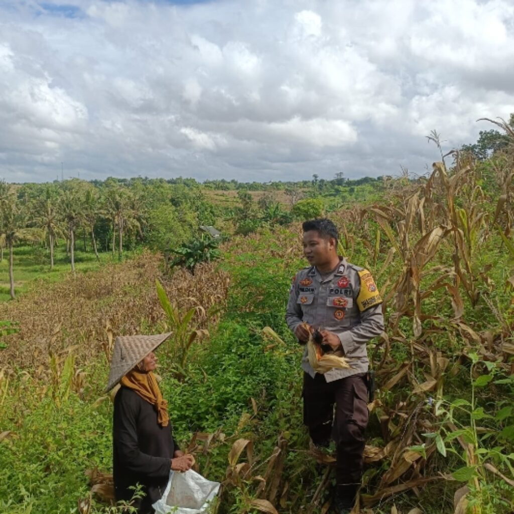 Monitoring Panen Jagung, Bhabinkamtibmas Desa Wakan Pastikan Kegiatan Warga Berjalan Lancar