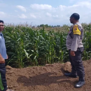 Sinergi Polri dan Petani: Bhabinkamtibmas Desa Gapuk Akselerasi Program Ketahanan Pangan Nasional