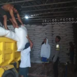 Sinergi Polri dan Petani Mareje: Puluhan Ton Jagung Hasil Panen Lembar Resmi Didistribusikan ke Bulog