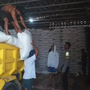 Sinergi Polri dan Petani Mareje: Puluhan Ton Jagung Hasil Panen Lembar Resmi Didistribusikan ke Bulog