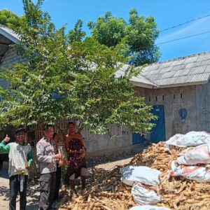 Polisi Turun ke Ladang, Panen Jagung di Jerowaru Dipantau Langsung