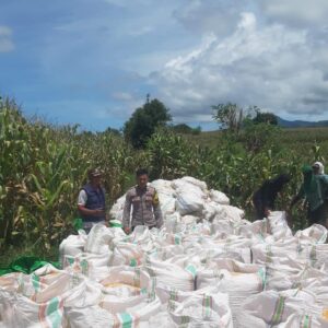 Bhabinkamtibmas Desa Nusa Jaya Dampingi Petani Panen Jagung, Dukung Ketahanan Pangan Nasional