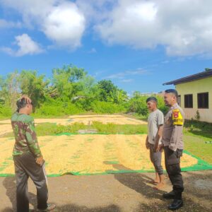 Bhabinkamtibmas Desa Karombo Pantau Panen Raya Jagung, Dukung Ketahanan Pangan Nasional