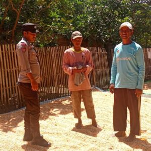 Ketahanan Pangan Nasional, Bhabinkamtibmas Polsek Bolo Cek Harga dan Bantu Jemur Jagung Warga Binaan