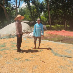 POLSEK WOJA LAKUKAN PEMANTAUAN PANEN JAGUNG, DUKUNG KETAHANAN PANGAN NASIONAL MENUJU INDONESIA EMAS 2045