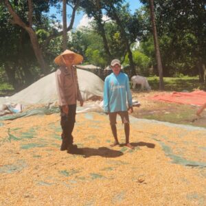 POLSEK WOJA LAKUKAN PEMANTAUAN PANEN JAGUNG, DUKUNG KETAHANAN PANGAN NASIONAL MENUJU INDONESIA EMAS 2045