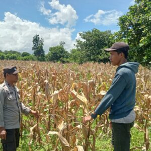 Bhabinkamtibmas Desa Nangakara Dampingi Petani Jelang Panen Jagung