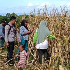 Pantau Panen Jagung Warga, Bhabinkamtibmas Desa Hu’u Dukung Ketahanan Pangan Nasional