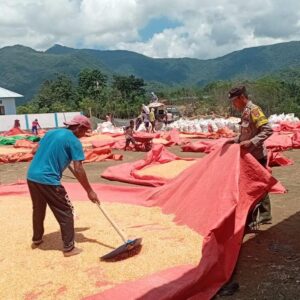 Dampingi Petani Jagung di Desa Binaannya, Bhabinkamtibmas Polsek Woha Dukung Penuh Program Ketahanan Pangan Nasional