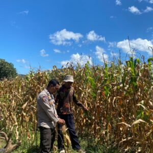 Bhabinkamtibmas Desa Tongo Dampingi Petani Jagung, Dukung Ketahanan Pangan