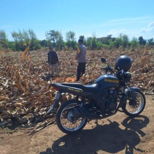 Dukung Ketahanan Pangan Nasional, Bhabinkamtibmas Desa Luk Turun Tangan Bantu Warga Panen Jagung