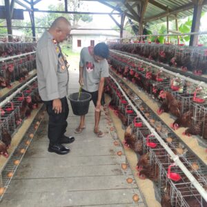 Kapolsek Sakra Kunjungi BUMDes Suwangi, Cek Budidaya Ayam Petelur dan Ingatkan Kebersihan Kandang