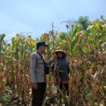 Bhabinkamtibmas Polsek Pekat Pantau Lahan Jagung Warga, Dukung Ketahanan Pangan Nasional