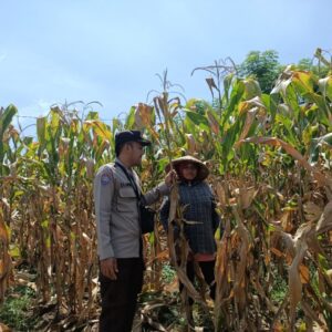 Bhabinkamtibmas Polsek Pekat Pantau Lahan Jagung Warga, Dukung Ketahanan Pangan Nasional