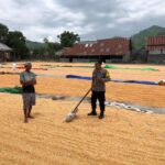 Bhabinkamtibmas Polsek Dompu Lakukan Pemantauan Jagung Warga Dukung Ketahanan Pangan Nasional