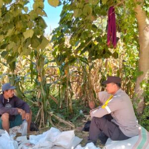Dampingi Petani Jagung, Bhabinkamtibmas Desa Lasi Perkuat Ketahanan Pangan di Kecamatan Kilo