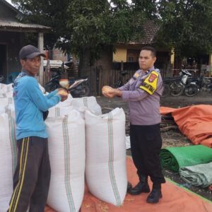 Bhabinkamtibmas Desa Kempo Pantau dan Dampingi Panen Jagung Warga