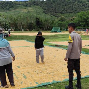 Panen Jagung Siap Dikemas, Bhabinkamtibmas Pastikan Proses Berjalan Aman
