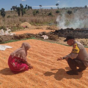 Dukung Penuh Program Ketahanan Pangan Nasional, Bhabinkamtibmas Polsek Donggo Dampingi Para Petani Jagung di Desa Binaannya
