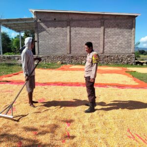 Bhabinkamtibmas Desa Cempi Jaya Laksanakan Pemantauan Lahan Jagung Dukung Program Ketahanan Pangan Nasional