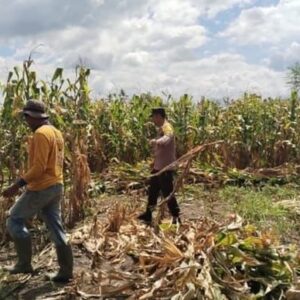 Pemantauan Panen Jagung di Dompu, Polri Perkuat Ketahanan Pangan Nasional
