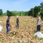 Bhabinkamtibmas Desa Adu Laksanakan Pemantauan Panen jagung Menuju Indonesia Emas