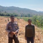 Polsek Pajo Dorong Ketahanan Pangan, BKTM Pantau Langsung Lahan Jagung Warga