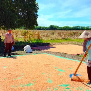 Sinergi Polisi dan Petani di Pekat, Hasil Panen Dikawal Hingga ke Bulog