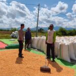 Pemantauan Penjemuran dan Pengepakan Jagung Oleh Bhabinkamtibmas Desa Jambu