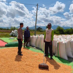Pemantauan Penjemuran dan Pengepakan Jagung Oleh Bhabinkamtibmas Desa Jambu