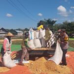 Bhabinkamtibmas Desa Kempo Pantau dan Bantu Proses Penjemuran Jagung, Wujud Dukungan Ketahanan Pangan Nasional