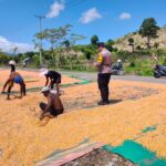 Bhabinkamtibmas Desa Bara Aktif Dampingi Petani, Dorong Pemanfaatan Lahan dan Penyaluran Hasil Panen ke Bulog