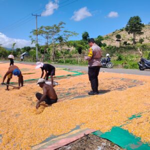 Bhabinkamtibmas Desa Bara Aktif Dampingi Petani, Dorong Pemanfaatan Lahan dan Penyaluran Hasil Panen ke Bulog