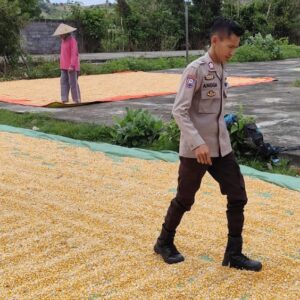 Bhabinkamtibmas Pantau Penjemuran Jagung Warga, Dukung Ketahanan Pangan Nasional