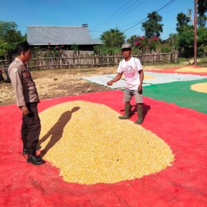 Bhabinkamtibmas Polsek Hu’u Pantau Penjemuran Hasil Panen Jagung Warga