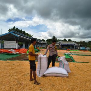 Lakukan Pemantauan Panen Jagung, Dukung Program Ketahanan Pangan Nasional