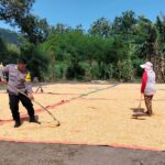 Lakukan Pemantauan Panen Jagung, Bhabinkamtibmas Dorong Distribusi Jagung ke Bulog