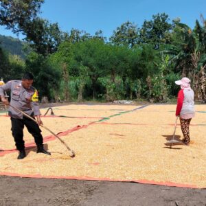 Lakukan Pemantauan Panen Jagung, Bhabinkamtibmas Dorong Distribusi Jagung ke Bulog