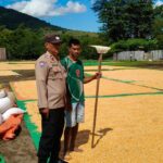 Intensifkan Pemantauan Ketahanan Pangan, Bhabinkamtibmas Polsek Kilo Dampingi Petani Jemur Jagung di Desa Kramat
