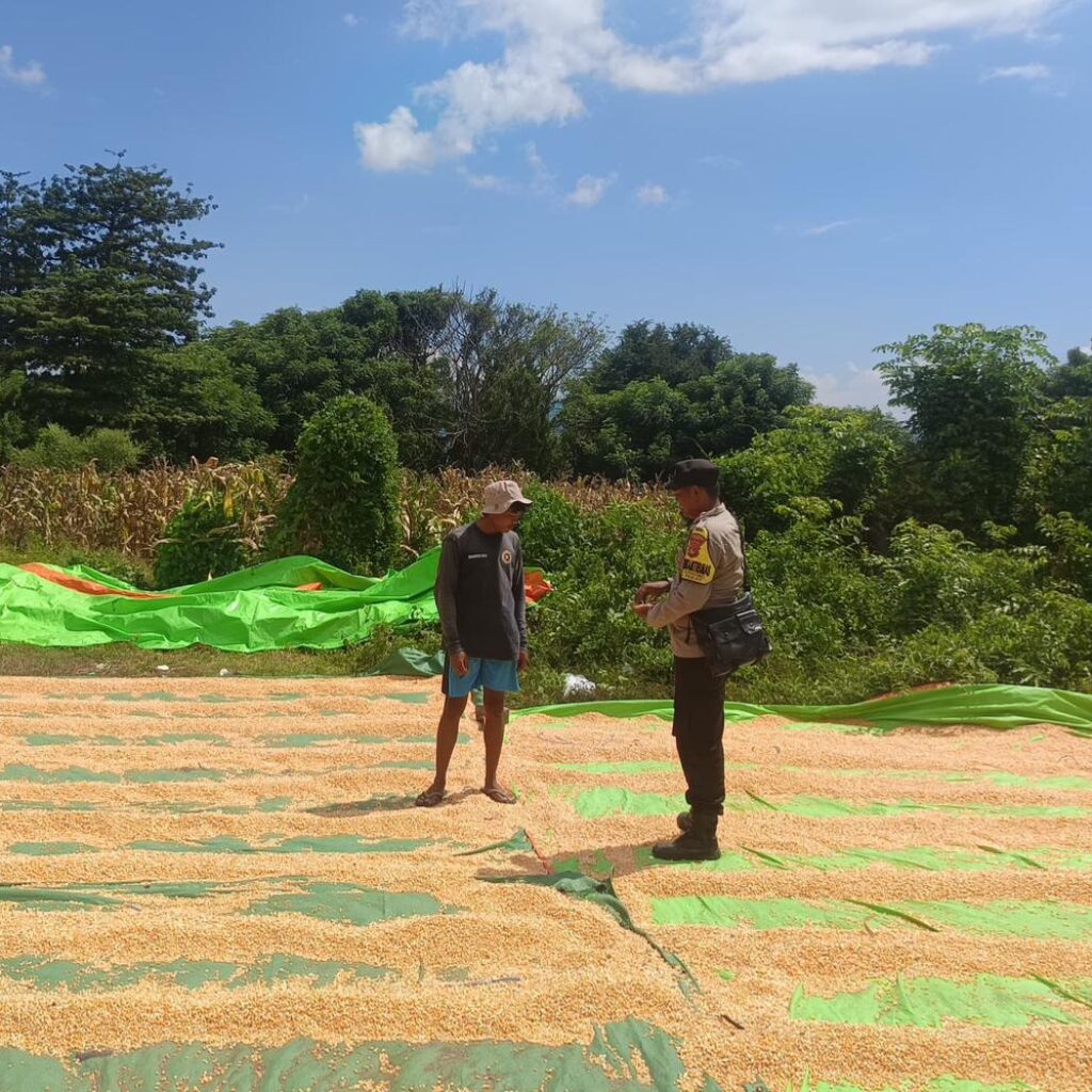 Bhabinkamtibmas Sorinomo Beri Motivasi Petani Tingkatkan Produktivitas Jagung
