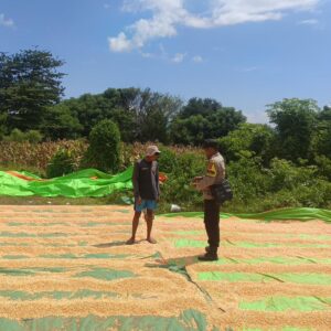 Bhabinkamtibmas Sorinomo Beri Motivasi Petani Tingkatkan Produktivitas Jagung