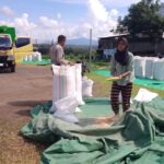 Bhabinkamtibmas Aktif Edukasi Petani, Dorong Produktivitas Jagung untuk Ketahanan Pangan