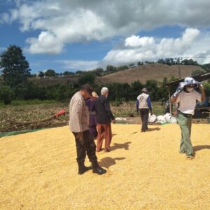 Bhabinkamtibmas Desa Kwangko Pantau Penjemuran Jagung, Dukung Ketahanan Pangan Nasional