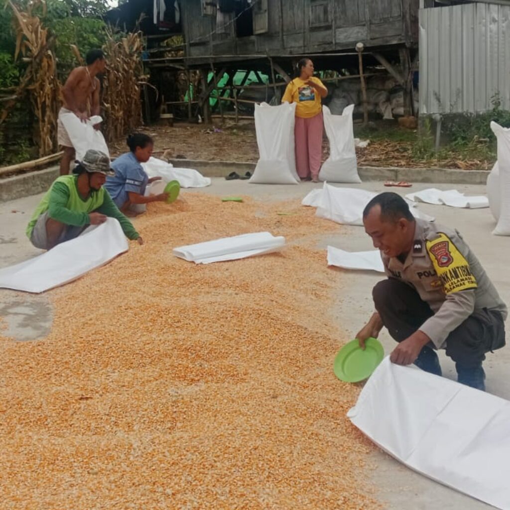 Polres Bima Kota Imbau Petani Jagung Jaga Kualitas Hasil Panen Agar Mendapat Harga Tinggi