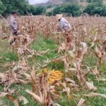 Lahan 3 Hektar di Sekotong Barat Meledak, Panen Jagung Melimpah Berkat Kawalan Polisi