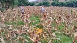 Panen Jagung Sekotong Barat Tembus 18 Ton di Lombok Barat