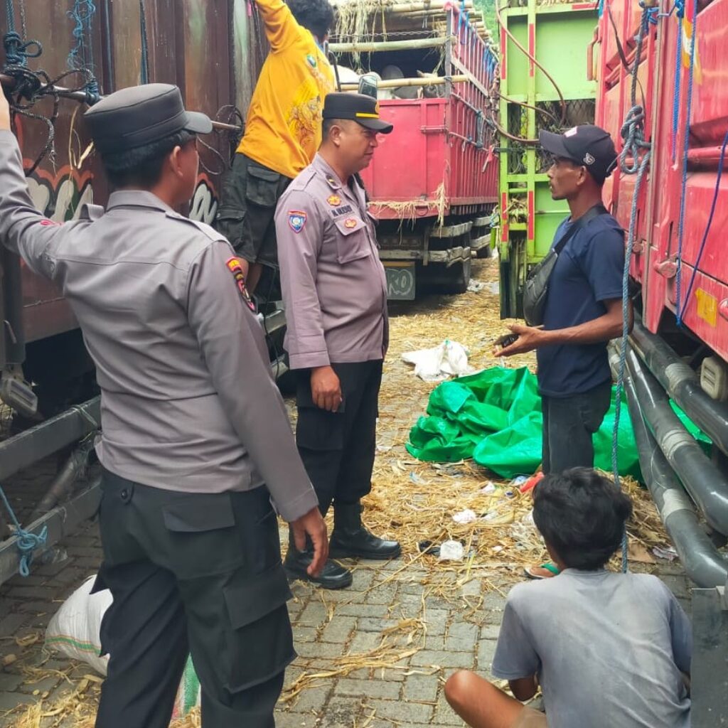 Ribuan Sapi NTB Serbu Jawa, Polisi Kawal Ketat Antrean Truk di Pelabuhan Lembar