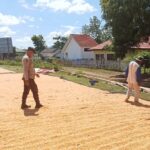 “Polisi Peduli” Bhabinkamtibmas Polsek Soromandi Sambang Kamtibmas Humanis dan Bantu Jemur Jagung Warga Binaan